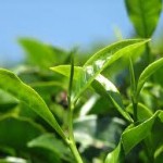 Green Tea – Thousands on the Market for Us to Enjoy