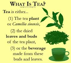 six classes of tea