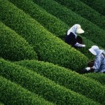 Harvesting of Indian Tea