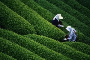 Harvesting of Indian Tea