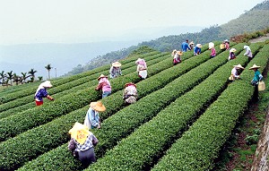 Mount Ali  (Alishan) 