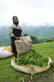 Nilgiri Mountains